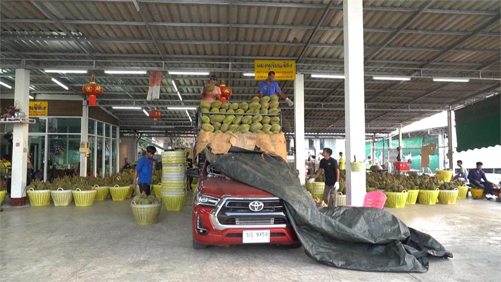 熱浪與乾旱影響種植成本增加　泰國榴槤產量大減