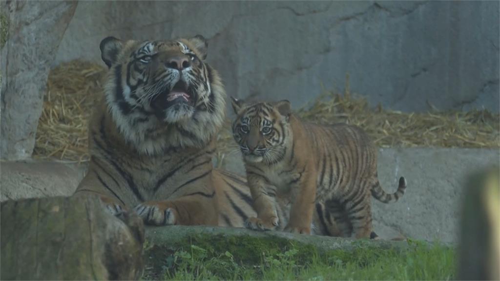 各國聯手復育蘇門答臘虎 虎寶寶「卡拉」羅馬動物園誕生