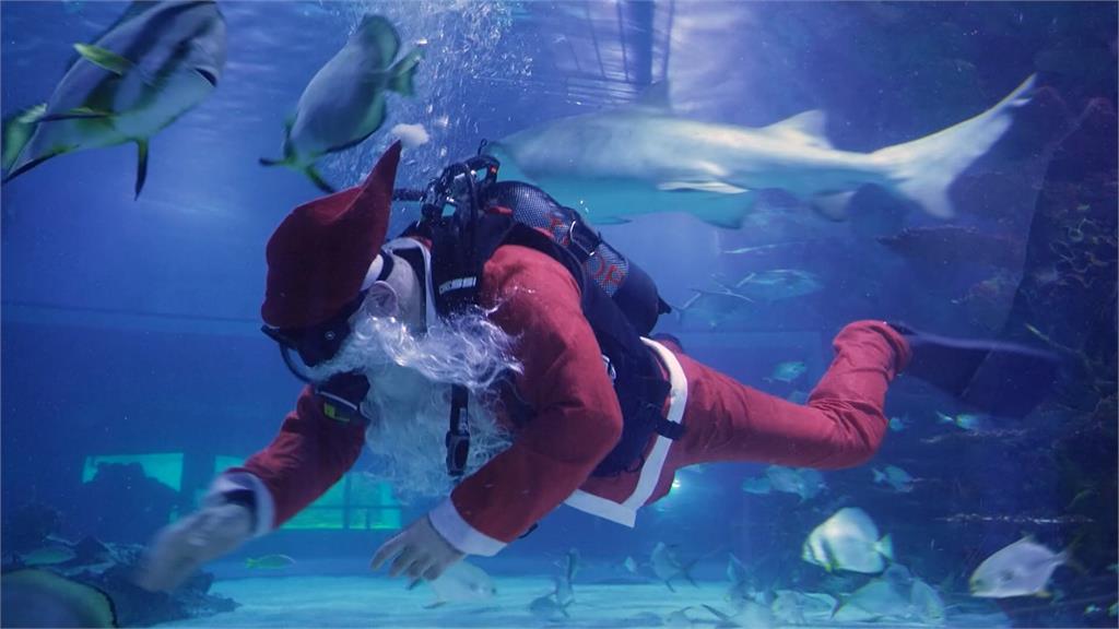 迎耶誕節！匈牙利水族館邀耶誕老人　潛水裝耶誕樹、與鯊共游