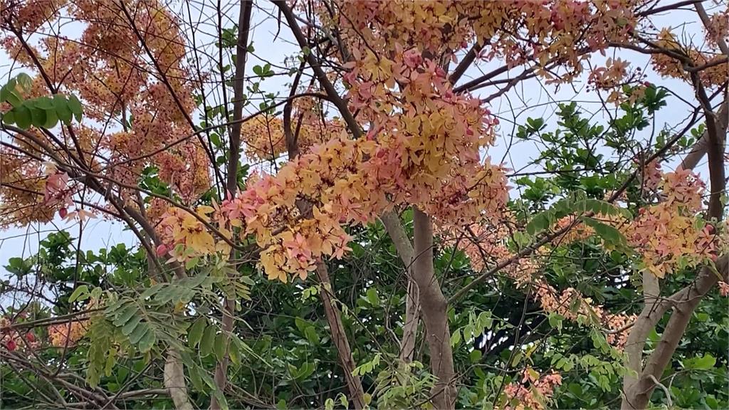彰化版天元宮! 二水花旗木盛開 春遊踏青好去處