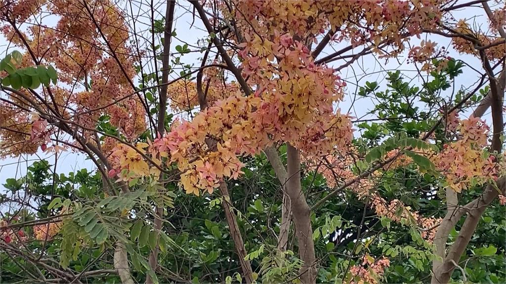 彰化版天元宮！　二水花旗木盛開　春遊踏青好去處