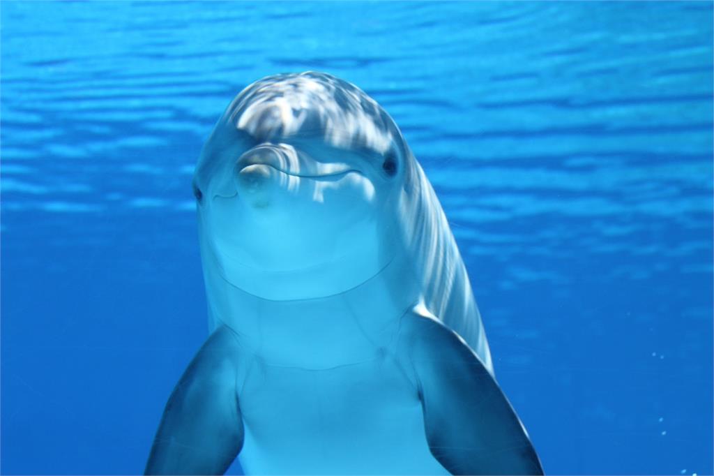不只人類囉嗦！海豚媽媽也管教小海豚　研究︰會發出「嘰嘰咕咕」逗弄聲