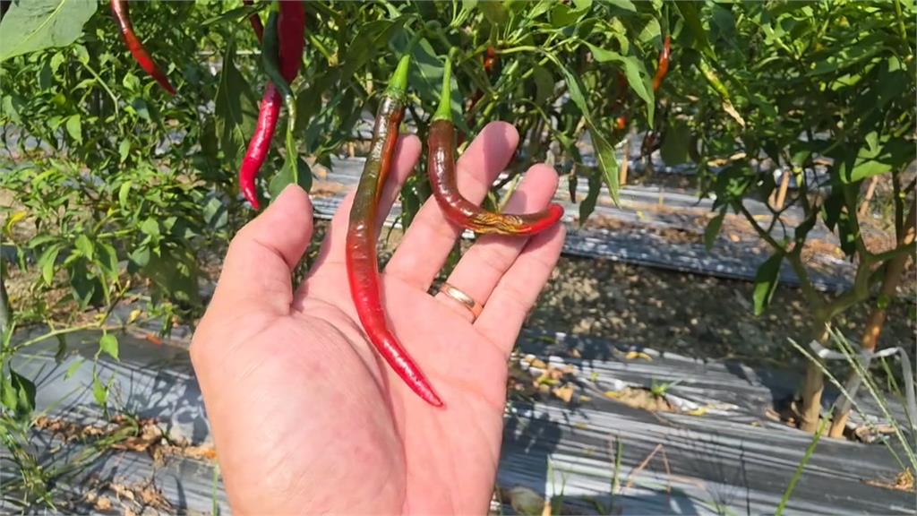小辣椒一週漲近1倍！　本土產量少　菜販：受毒油影響進口貨卡海關