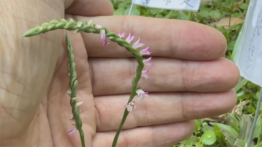 國際蘭展登場展現蘭花王國特色 瀕危的平地野生蘭花也嬌貴現蹤