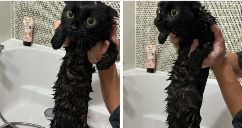 黑貓秒變日本傳說「長頸女妖」！驚悚畫面流出10萬人嚇歪