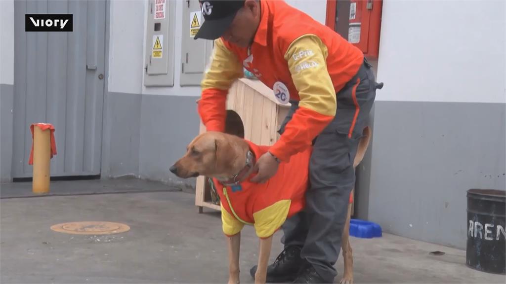 秘魯流浪狗擊退搶匪一戰成名　加油站雇用成警衛獲新家