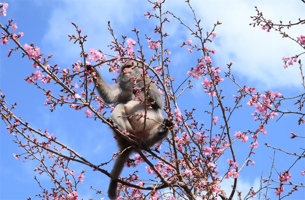 雲林草嶺石壁「粉紅風暴」來襲！　獼猴狂嗑武陵櫻花