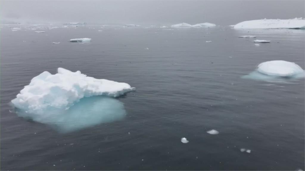 皇帝企鵝築巢　冰層融化恐害小企鵝凍死、溺死