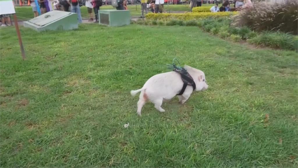 秘魯粉紅小豬逛公園成焦點　飼主盼透過「遛豬」推動反物種歧視
