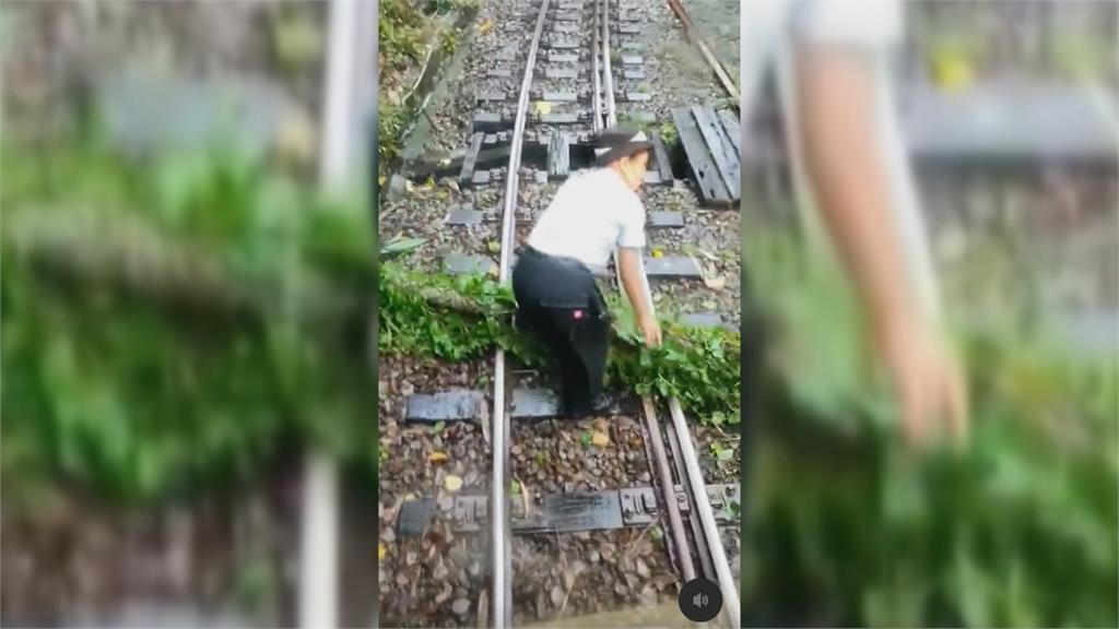 阿里山森鐵傳檳榔樹、竹子倒 女列車長「急跳車移樹」被讚