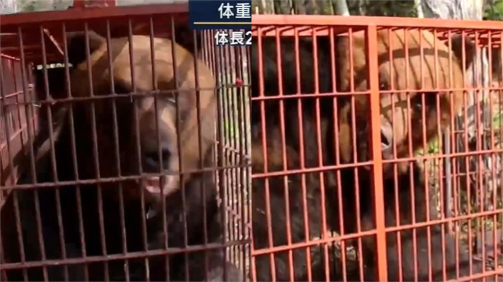 北海道驚見「215公分、330公斤巨熊」！資深獵人都嚇傻：從來沒看過