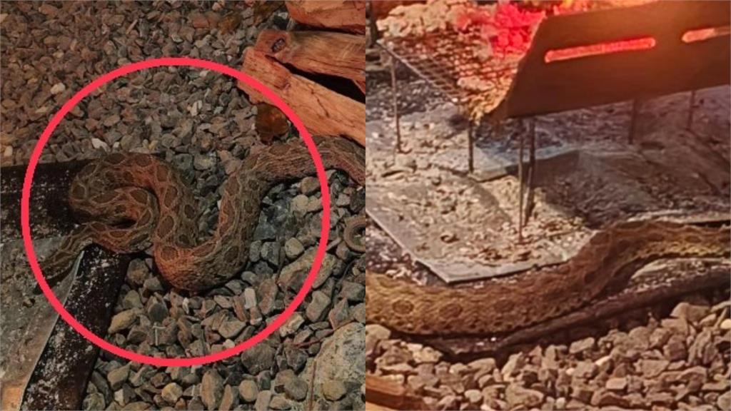 露營驚見「超級巨蛇」現身火爐旁蹭熱度!內行人秒認:命運的「鎖鏈」
