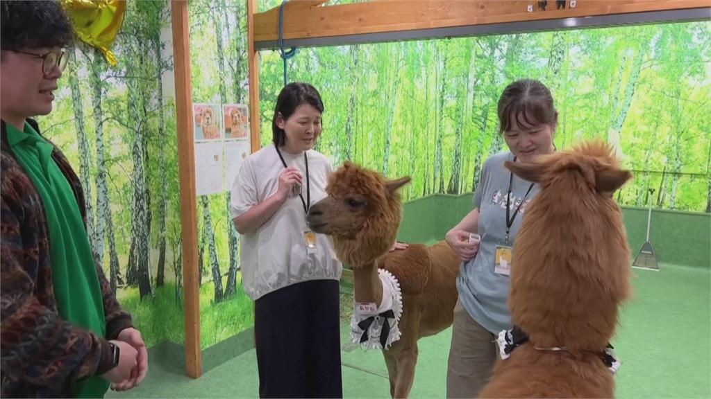 室內羊駝動物園超療癒 羊駝生性害羞!經訓練不怕生還會討抱