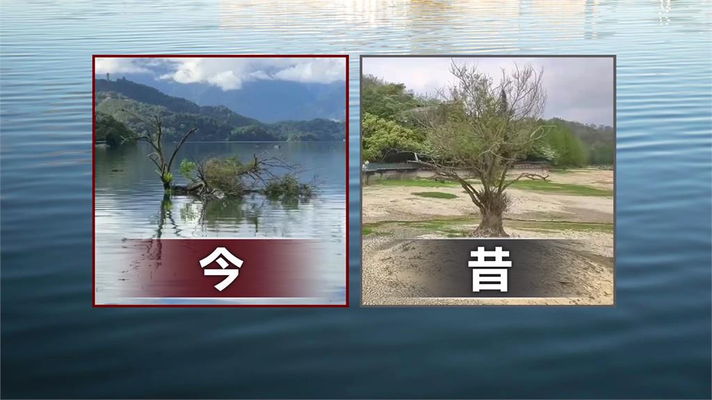 不敵巴威颱風侵襲！　日月潭「台版孤獨樹」遭吹斷