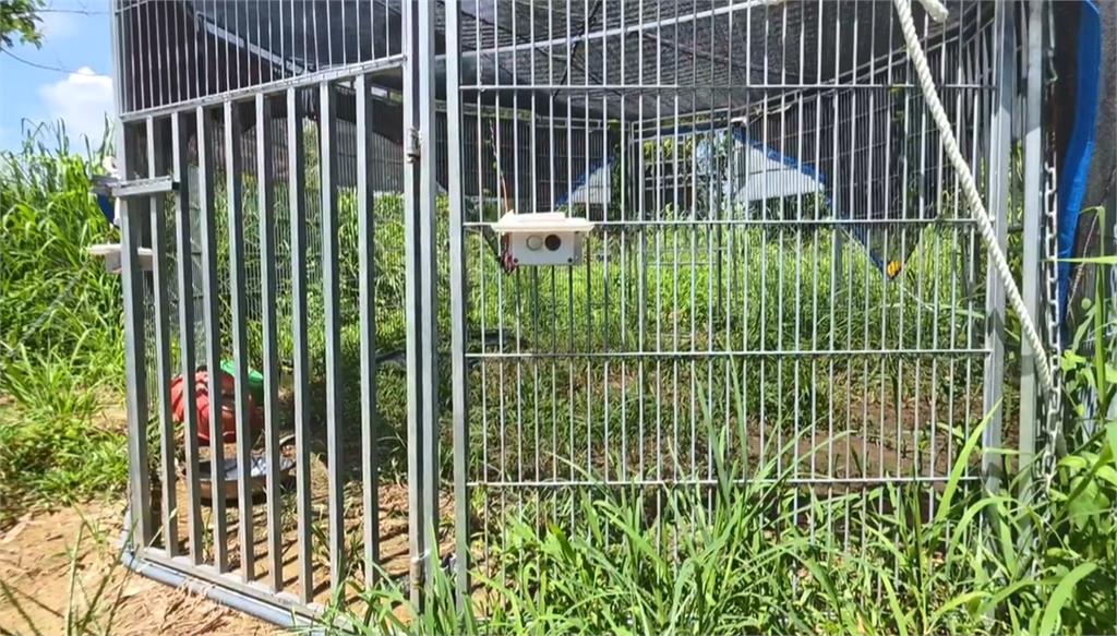 嘉義仁義潭.蘭潭"上千隻流浪犬盤據" 愛狗人士干擾捕捉