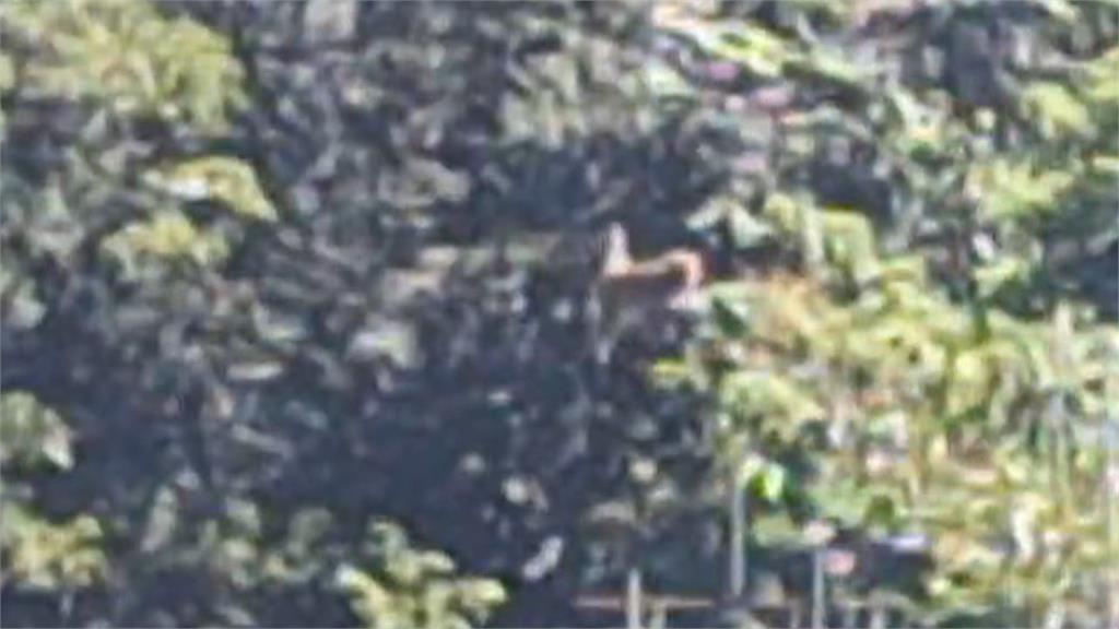 把果園當吃到飽！　獼猴變身特戰兵「走電線、後空翻」