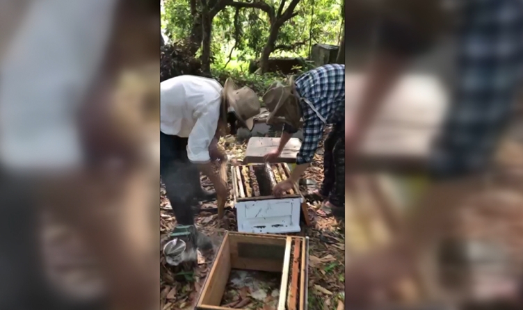 「蜂蜜減產」假蜜恐亂入市場！　　蜂農傳授「辨別真假蜂蜜」小撇步