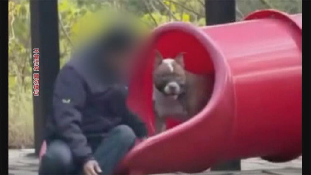 傻眼！　彰化兒童公園目擊「猛犬爬遊具」　民眾嚇傻怒批飼主：超沒品