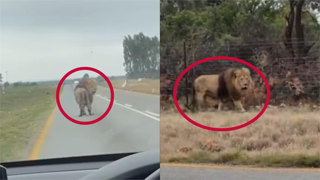 公路驚見巨獅脫籠「猛躍2.5公尺」跳車逃! 後車駕駛遭「凶獸回頭瞪」嚇壞