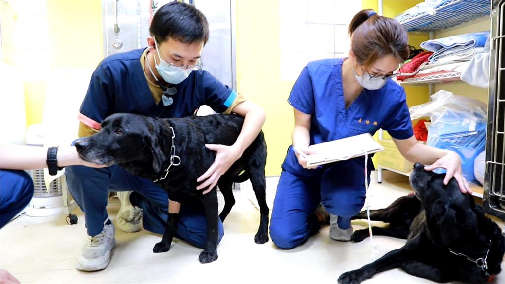 中市搜救犬腿腿、Melody返國 全身健康檢查結果出爐!
