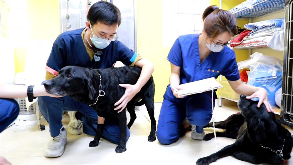 中市搜救犬腿腿、Melody返國　全身健康檢查結果出爐！