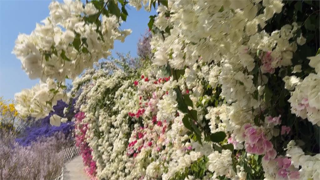 南投8千坪夢幻花海綻放 粉紅山丘如"童話世界"