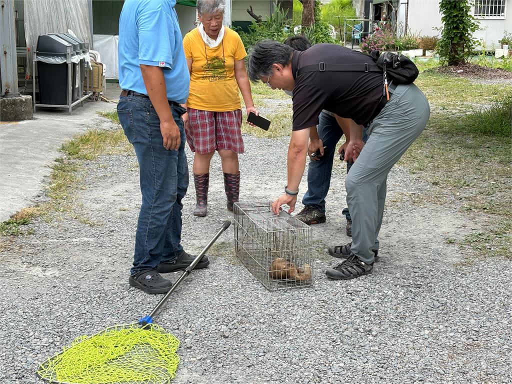台東鼬獾患「狂犬病」咬傷遊客!5月已累計3例 農業處籲民眾當心