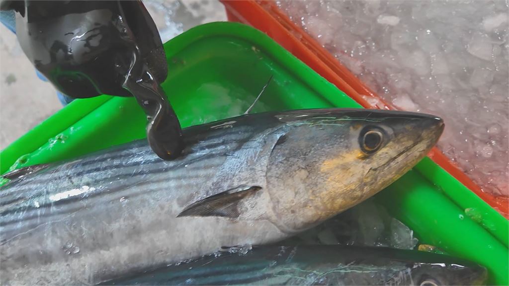 獨家／鯖魚這塊肉常被挑掉！漁家網紅猩弟揭「巧克力肉」美味關鍵