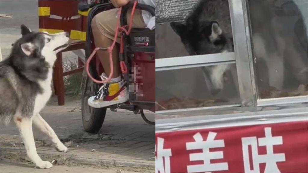哈士奇「偷吃滷味攤」還搭便車逃跑 飼主氣炸叫車狂追網笑翻