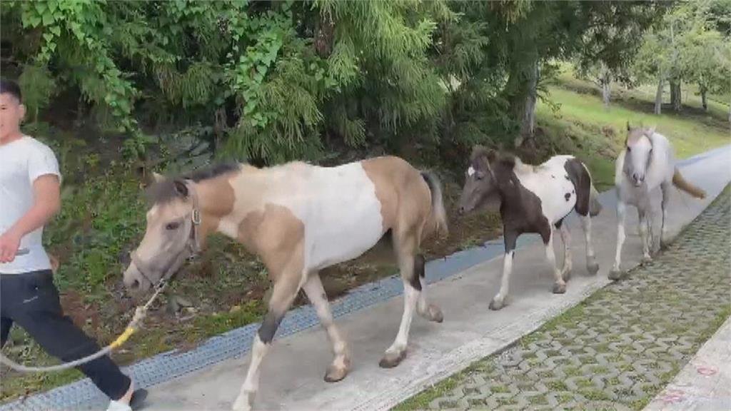 桃園農場4匹馬骨瘦如柴　送清境農場專業照顧