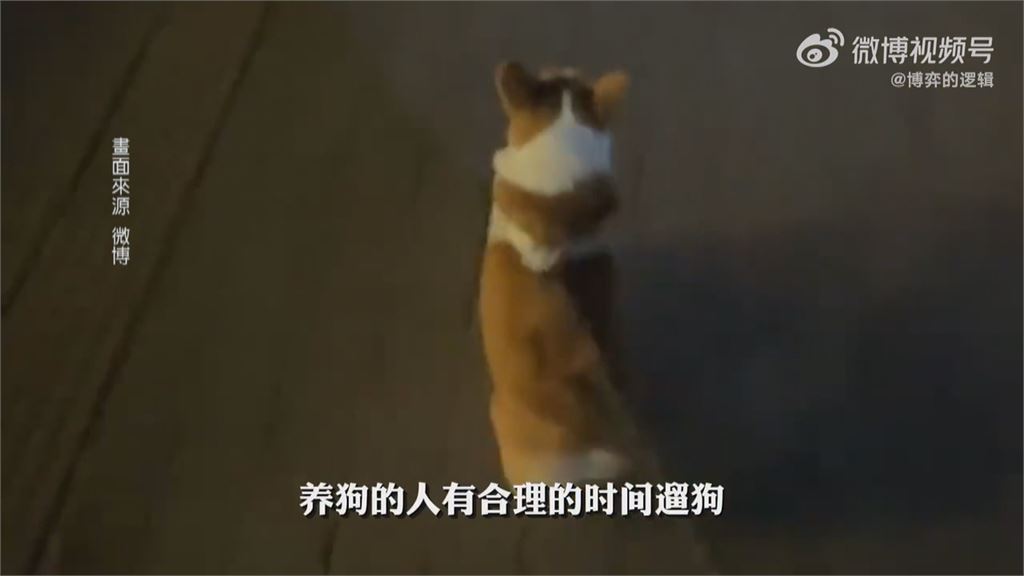 中國杭州白天禁遛狗! 違反恐挨罰約4800台幣、扣留毛小孩