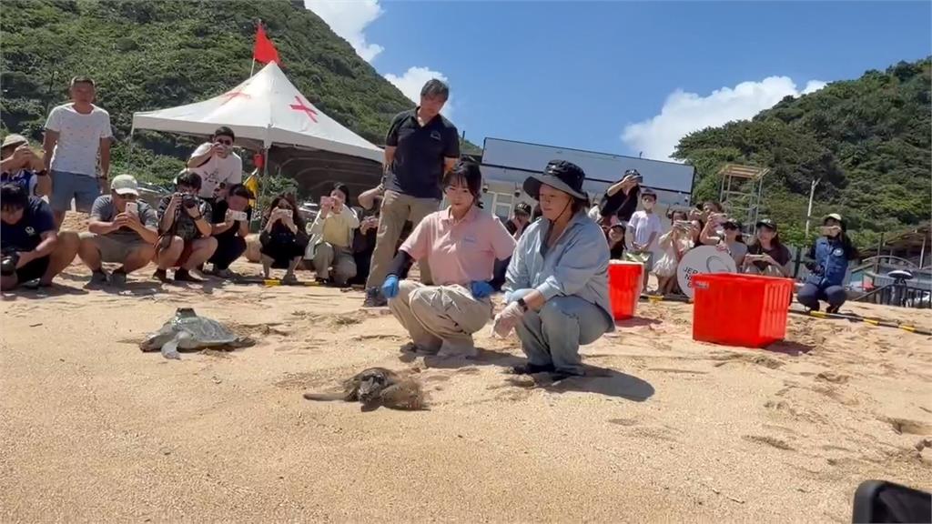 遭魚網纏繞受傷擱淺 2海龜經救治今野放大海民眾相送