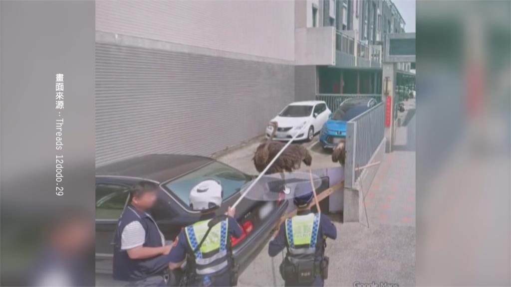 笑翻！查地址竟在街景看到「鴕鳥」　昔逛大街鴕鳥再登版面