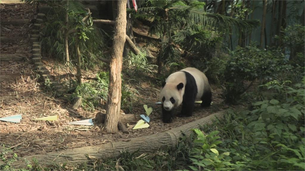 新加坡貓熊「叻叻」將返中　生態園舉辦歡送會