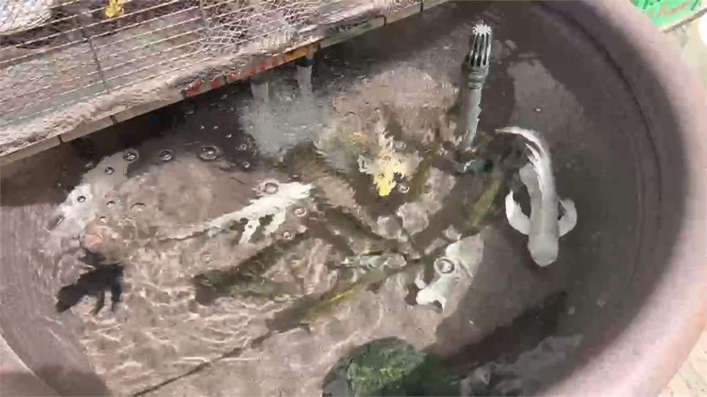 高雄楠梓驚傳凶殺命案 男子自行報案:我殺人了