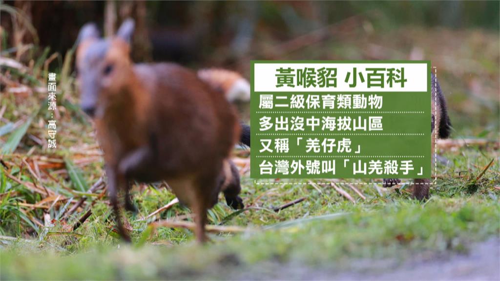 最萌殺手！　太平山國家森林遊樂區「黃喉貂」現蹤