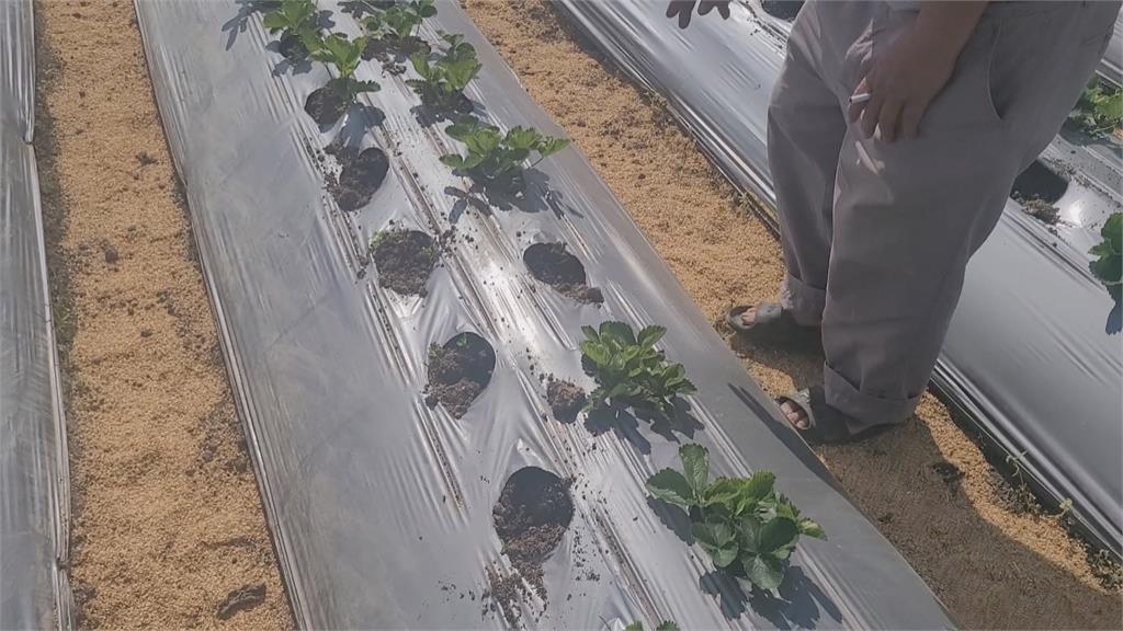 抗病能力變差!大湖草莓「大小耳」 莓農重新栽種 力拚冬天如期上市