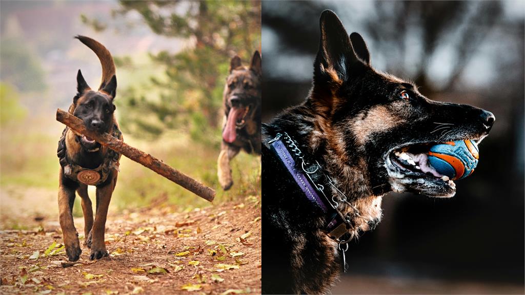 2歲米克斯犬連叼4次「人類部位回家」送主人!警見「這疑點」急出動:來自同一人