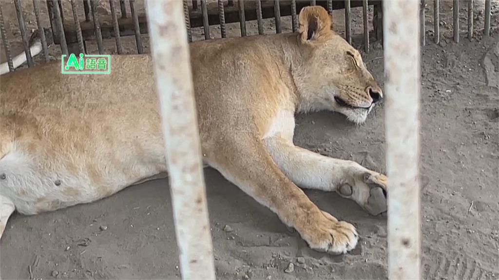 加薩動物難生存！食物、藥物短缺　動物園園主：只想救牠們