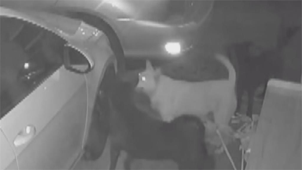 南投汽車葉子板無故遭「啃咬」　報警緝凶　罪魁禍首竟是「牠」