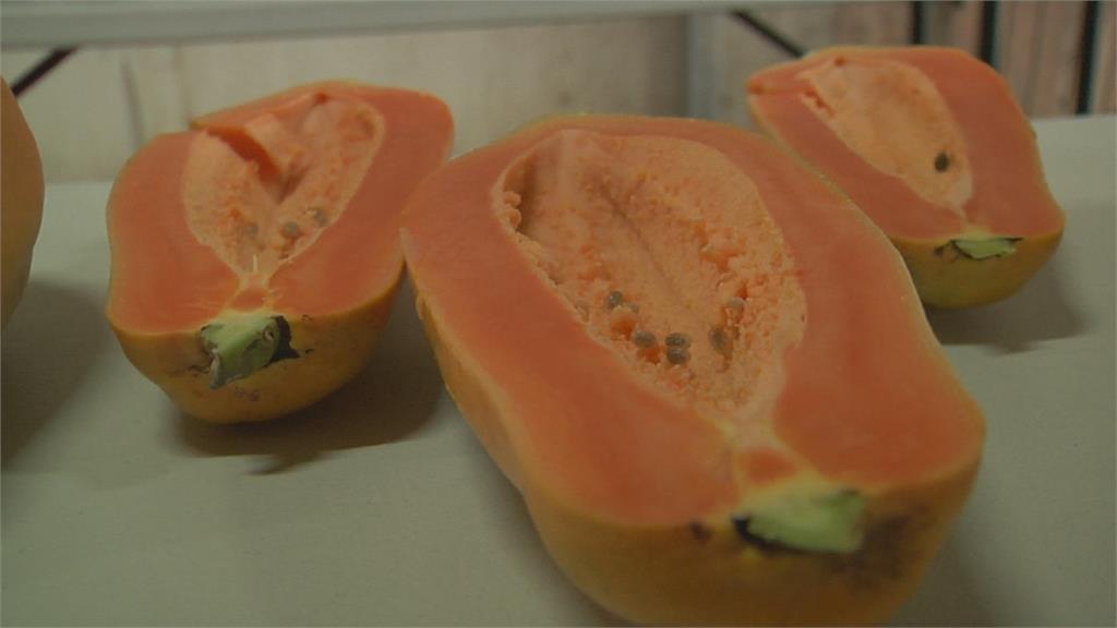 8月大雨減產「木瓜每顆零售價破200」　冰果室停賣木瓜牛奶