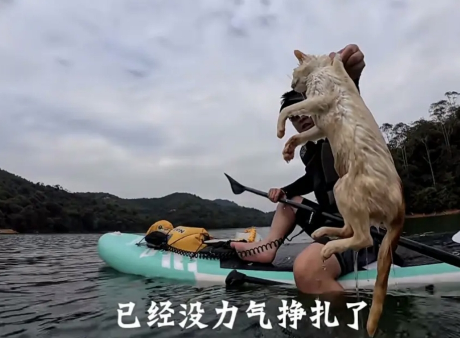 中國水庫「放生大量野貓」逼跳水溺斃　民眾急報警⋯警方竟回應：要怎樣說違法？