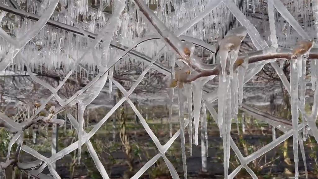 冰雪世界！武陵農場降到零下　藤花園冰柱現罕見「冰晶簾幕」