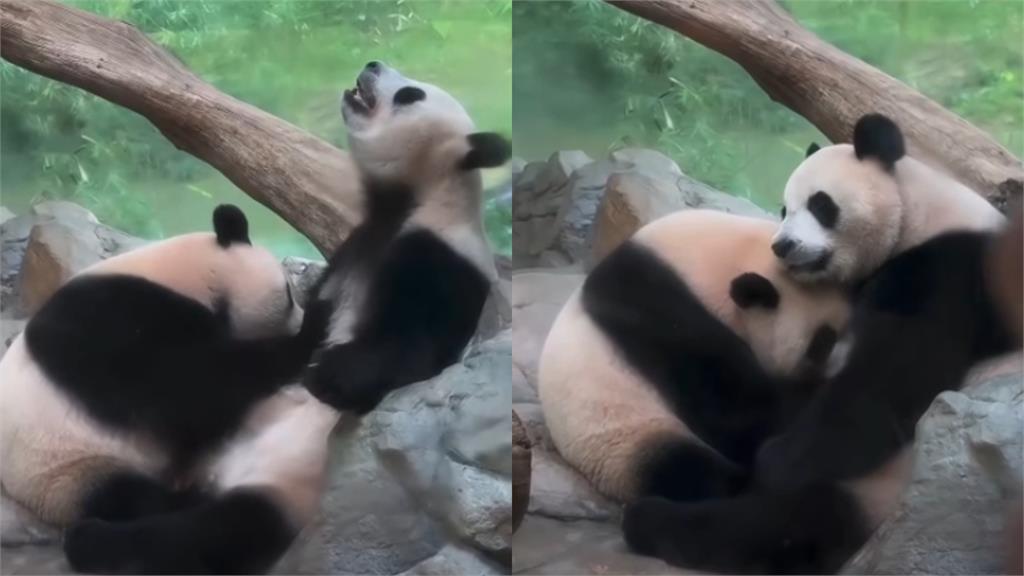 動物園「親密0遮互動片」被PO網！整頭埋進去…網驚：我到底看什麼