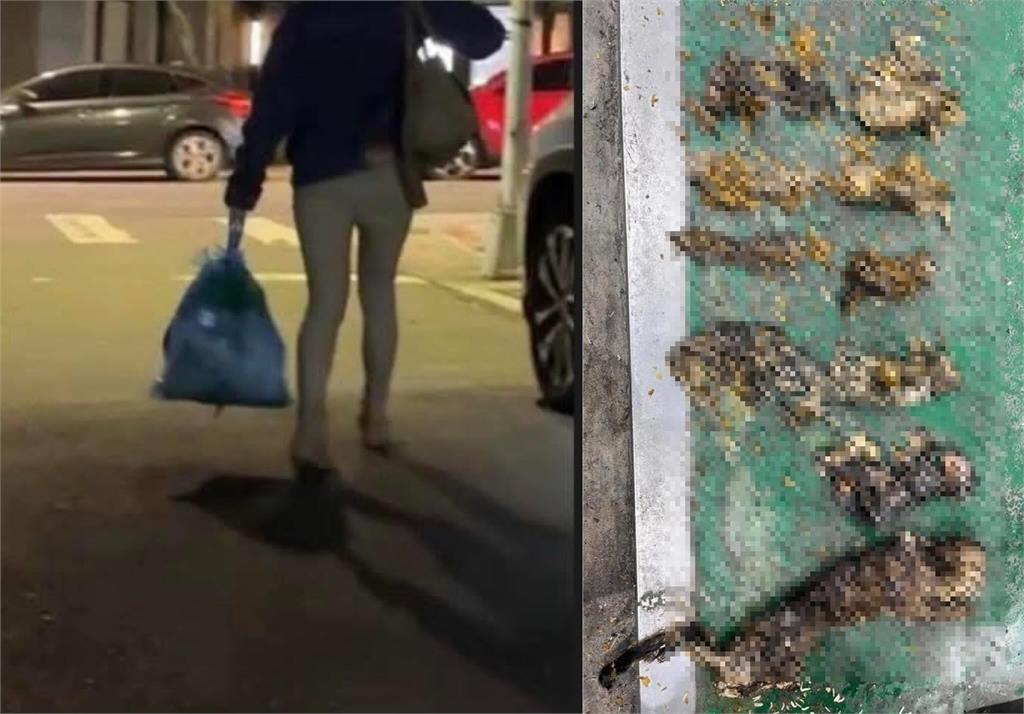 快新聞/14貓屍惹眾怒!女子遭爆曾應徵中途貓咖 議員嘆悲劇再發生