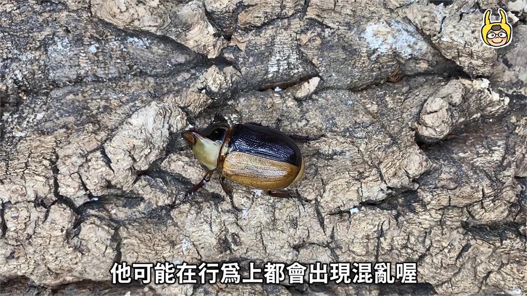 自己竟同時飼育兩種雌雄嵌合體?他嘆:何來的運氣能一次擁有