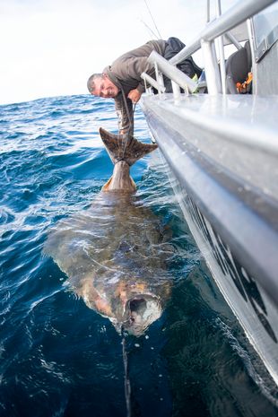 挪威捕獲213公分巨大比目魚　181公斤釣20分鐘他肩膀痛3天！