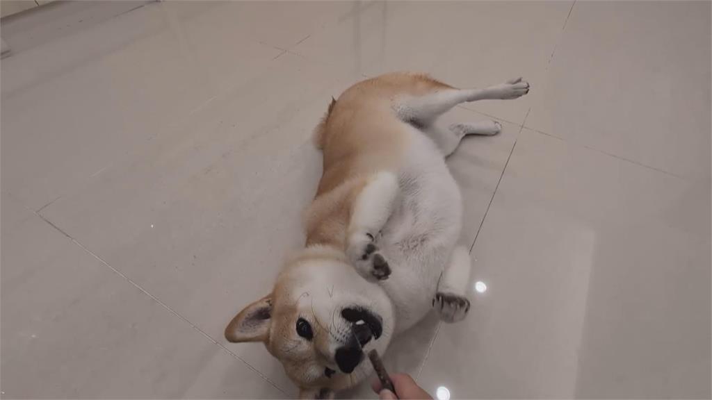 毛孩沙龍照郵票徵選結果出爐！　自近3萬作品脫穎而出