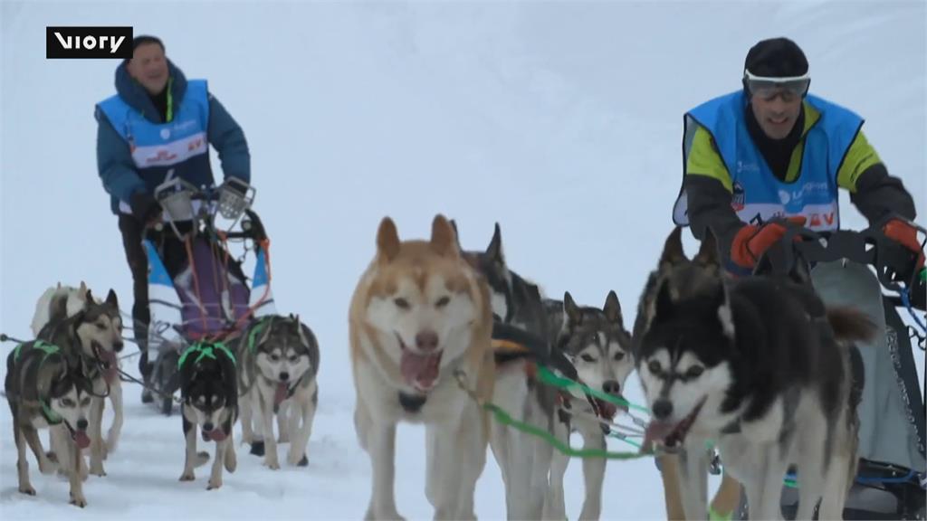 法國阿爾卑斯山狗拉雪橇賽！　今年超過600隻狗狗參賽