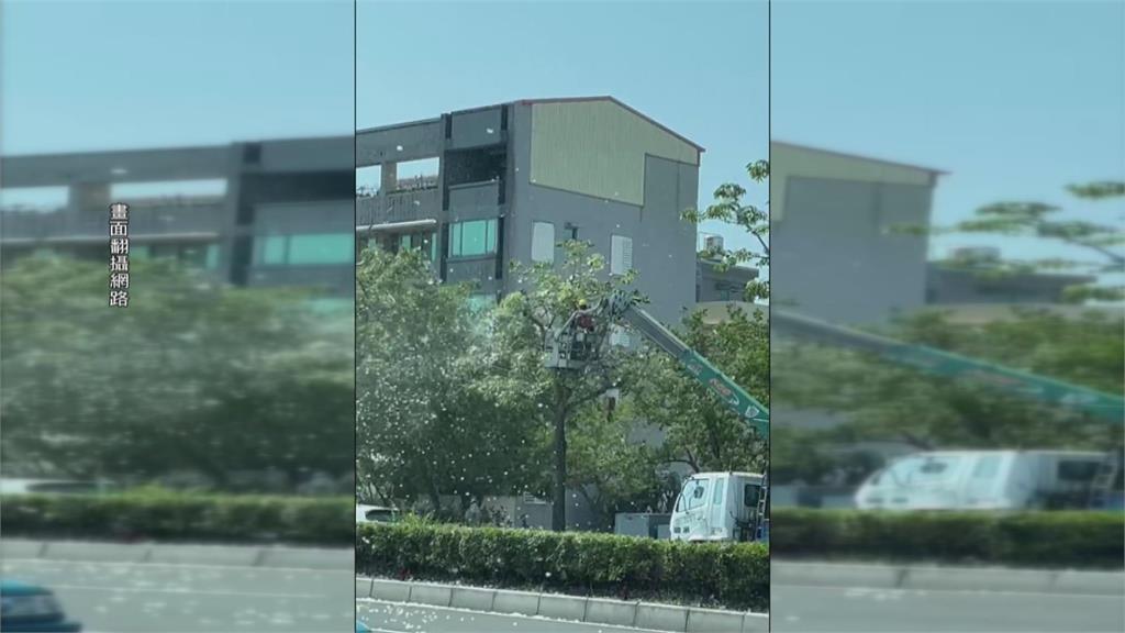 新營木棉花開棉絮四散 用吹葉機清理「造雪」擾民